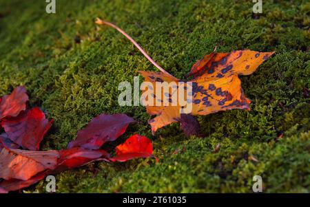 Feuilles d'automne colorées reposant sur la mousse verte dans une lumière naturelle douce, une image de la nature saisonnière paisible symbolisant l'automne, le changement et la beauté des bois Banque D'Images