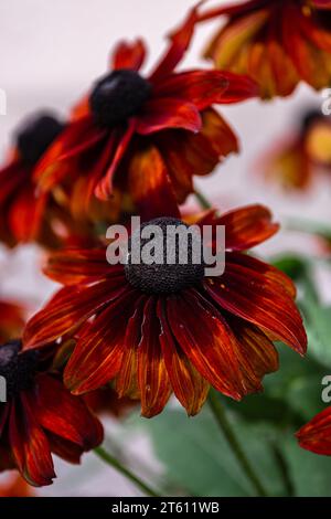 Fleur d’Echinacea purpurea «Fatal attraction» Banque D'Images