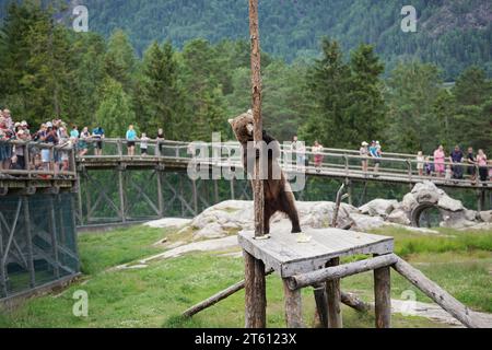 Ours brun léchant le miel d'un poteau dans Flå Bear Park Norvège Banque D'Images