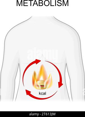 Métabolisme. Brûler des calories et gestion du poids. Flamme avec des flèches rotation sur le corps humain. Illustration vectorielle Illustration de Vecteur