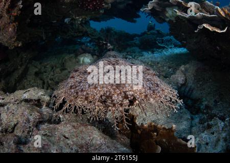 Un requin wobbegong à pompons repose sur le fond marin à Raja Ampat en attendant de tendre une embuscade à ses proies. Cette élasmobranche bien camouflée est commune à Raja Ampat. Banque D'Images