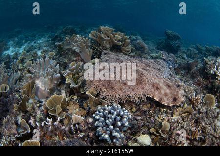 Un requin wobbegong à pompons repose sur le fond marin à Raja Ampat en attendant de tendre une embuscade à ses proies. Cette élasmobranche bien camouflée est commune à Raja Ampat. Banque D'Images