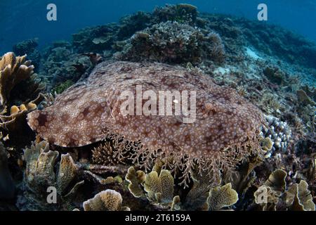 Un requin wobbegong à pompons repose sur le fond marin à Raja Ampat en attendant de tendre une embuscade à ses proies. Cette élasmobranche bien camouflée est commune à Raja Ampat. Banque D'Images