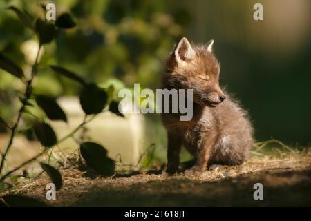 Jeune renard ourson se réchauffant dans une tache de soleil Banque D'Images