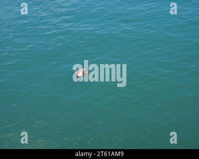 Mouette morte flottant dans la mer avec quelques petits poissons nageant autour du corps de l'oiseau. Banque D'Images