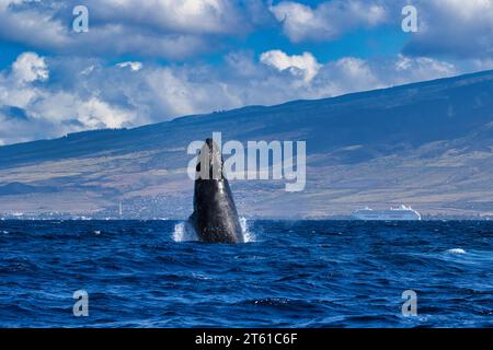 De jeunes baleines à bosse énergiques s'échappent sur Maui. Banque D'Images