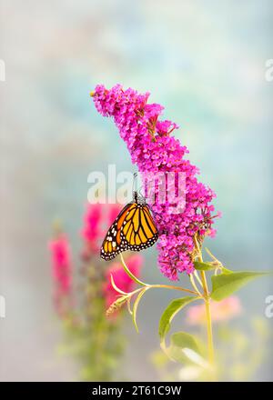 Macro d'un papillon monarque (danaus plexippus) se nourrissant d'une fleur rose (buisson papillon/buddliea). Vue latérale sur fond doux Banque D'Images