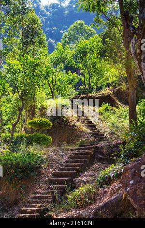 Étapes dans les plantations de thé au Sri Lanka Banque D'Images