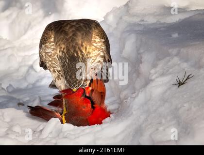 Cycle de la vie, Hawk s'attaquant à un mâle Cardinal du Nord un jour d'hiver dans la forêt nationale de Chippewa, nord du Minnesota États-Unis Banque D'Images