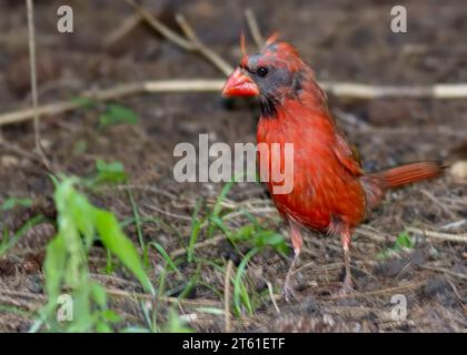 Mue du cardinal du Nord mâle (Cardinalis cardinalis) dans la forêt nationale de Chippewa, nord du Minnesota, États-Unis Banque D'Images