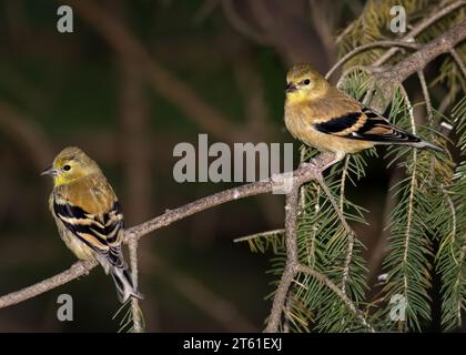 Deux femelles d'Amérique (Spinus tristis) perchées sur une branche de pin dans la forêt nationale de Chippewa, nord du Minnesota, États-Unis Banque D'Images