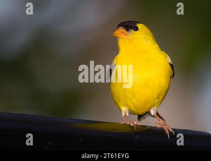 Le palmier jaune vif d'Amérique (Spinus tristis) dans ses couleurs vives d'accouplement dans la forêt nationale de Chippewa, nord du Minnesota, États-Unis Banque D'Images