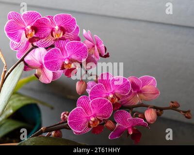 Une tige pleine de fleurs violettes Moth Orchidée (Phalaenopsis) en fleur glorieuse, jardin côtier australien Banque D'Images