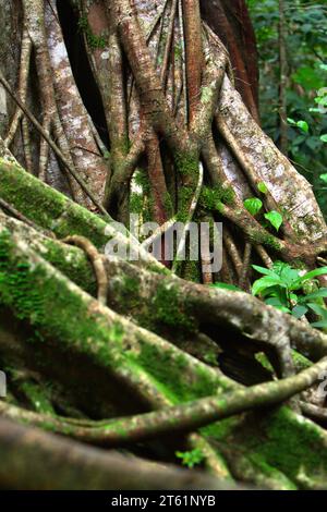 Racines à la base d'un figuier étrangleur qui a "tué" son arbre hôte dans la réserve naturelle de Tangkoko, Sulawesi du Nord, Indonésie. Une forêt tropicale saine est importante dans la lutte contre le changement climatique, selon un rapport publié en août 2023 par Wildlife conservation Society. « Les forêts tropicales de haute intégrité sont estimées à enlever et stocker environ 3,6 milliards de tonnes de CO2 par an (net) de l'atmosphère », ont-ils rapporté sur PLOS. Par conséquent, « les forêts tropicales jouent un rôle essentiel dans le soutien du bien-être humain, de la sécurité alimentaire et du maintien de la biodiversité », a ajouté Laura Borma dans un article publié en juin 2023. Banque D'Images