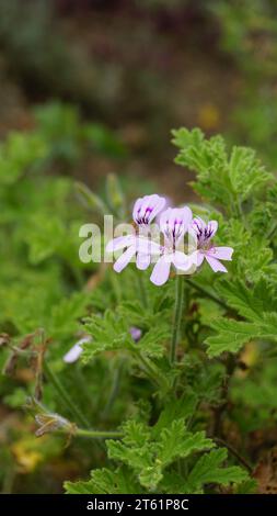 Gros plan de la tête de fleur de Pelargonium graveolens également connu sous le nom de pélargonium parfumé à la rose, citronnelle, Cola, Sweet, géranium parfumé à la rose etc Banque D'Images