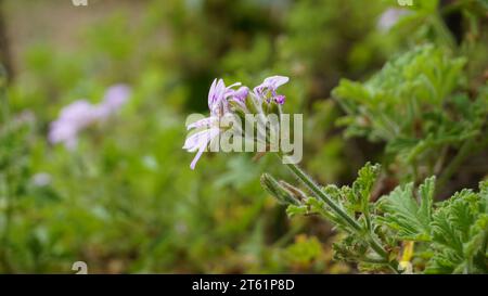 Gros plan de la tête de fleur de Pelargonium graveolens également connu sous le nom de pélargonium parfumé à la rose, citronnelle, Cola, Sweet, géranium parfumé à la rose etc Banque D'Images