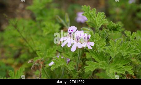 Gros plan de la tête de fleur de Pelargonium graveolens également connu sous le nom de pélargonium parfumé à la rose, citronnelle, Cola, Sweet, géranium parfumé à la rose etc Banque D'Images