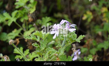 Gros plan de la tête de fleur de Pelargonium graveolens également connu sous le nom de pélargonium parfumé à la rose, citronnelle, Cola, Sweet, géranium parfumé à la rose etc Banque D'Images