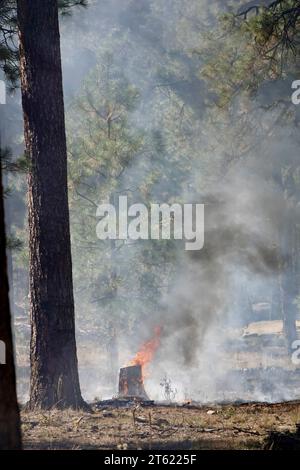 Un feu de forêt avec de la fumée contenue mais brûlant toujours dans une forêt. Banque D'Images
