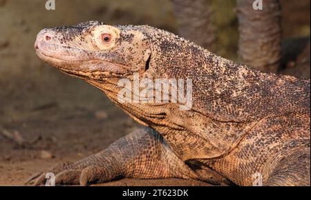 Le lézard de surveillance est le nom commun de plusieurs grandes espèces de lézard, qui comprennent le genre Varanus Banque D'Images