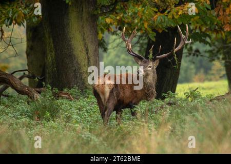 Un cerf rouge mâle debout devant les arbres. Il a de l'herbe sur ses bois et regarde par-dessus son épaule. Son manteau est mouillé après une forte pluie Banque D'Images