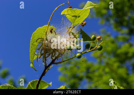 Groupe de larves d'ermine d'oiseau-cerisier Yponomeuta evonymella pupate dans une toile commune étroitement emballée, blanche sur un tronc d'arbre et des branches parmi les leaves vertes Banque D'Images