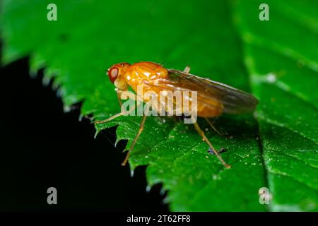 Mouche commune mâle des fruits Drosophila melanogaster assise sur un brin d'herbe avec fond de feuillage vert. Banque D'Images