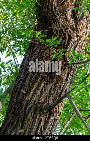 Un creux dans un arbre utilisé par les abeilles comme ruche. Banque D'Images