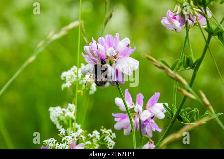Gros plan sur un bourdon de jardin européen, Bombus hortorum, le nectar de boisson forme une fleur de chardon violet. Banque D'Images