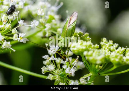 Pentatomoidea bug est assis sur une feuille. Banque D'Images