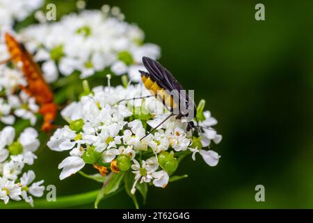 Mouche noire, Sciara thomae, sur des fleurs blanches sur fond vert flou. Banque D'Images