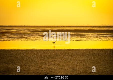 La plage de mangrove de Sharjah Banque D'Images