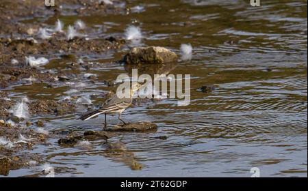 Motacilla alba - la queue blanche, est une petite espèce d'oiseau de passereau de la famille des Motacillidae. Banque D'Images