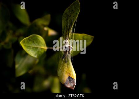 La plage de mangrove de Sharjah Banque D'Images