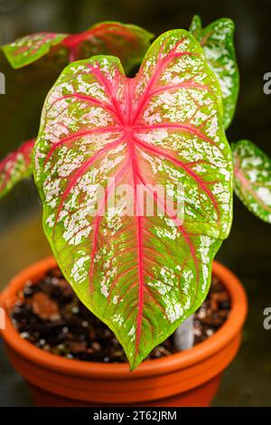 Feuille exotique rouge vert de caladium. Gros plan de l'usine. Banque D'Images