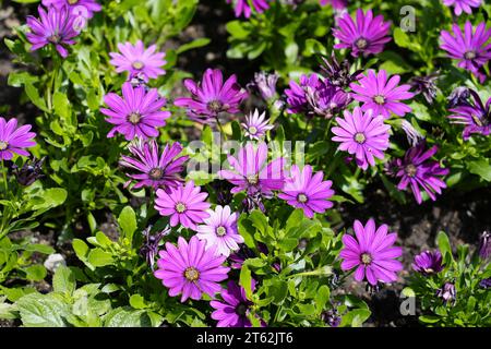Fleurs de Marguerite du Cap. Gros plan de plantes à fleurs. Asteraceae. Ostéospermum. Banque D'Images