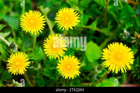 Fleurs de pissenlit jaune en gros plan sur une prairie verte. Banque D'Images