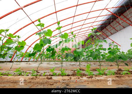 Semis de concombre dans Greenhouse Banque D'Images