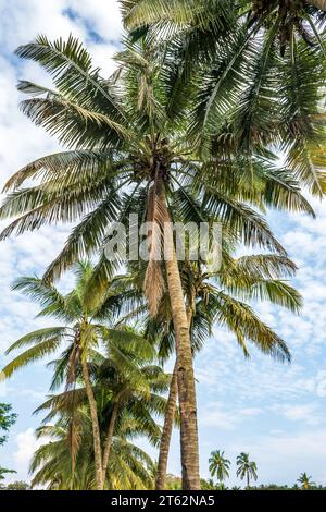 Cocotiers palmiers contre le ciel bleu de l'Inde Banque D'Images