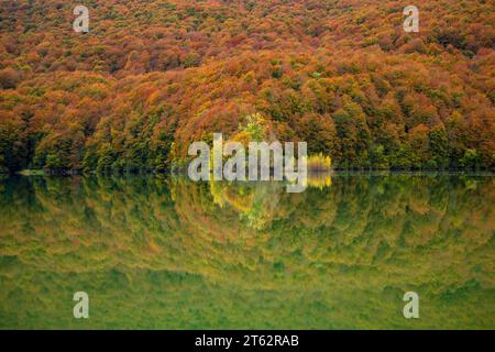 Beau hêtre en automne reflété dans l'eau d'un lac dans la Selva de Irati, Navarre, Espagne en parfaite symétrie Banque D'Images