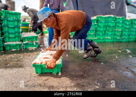 Village de pêcheurs de Samaesan, Thaïlande, 1 septembre 2023 : un ouvrier pousse un plateau rempli de poisson sur le sol mouillé pour empiler pour les acheteurs potentiels. Banque D'Images