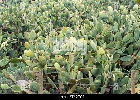 Sanguigna Prickly Pear - Sicile - Italie Banque D'Images