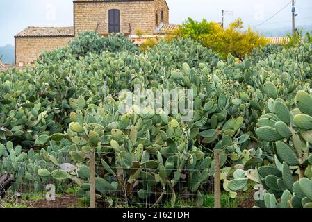 Sanguigna Prickly Pear - Sicile - Italie Banque D'Images