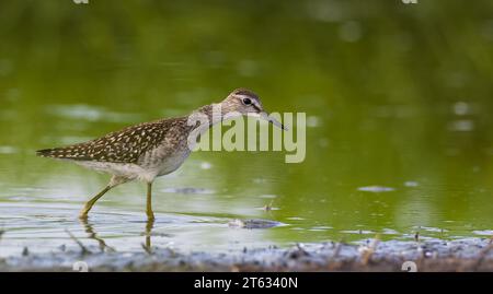 Bois Sandpiper (Tringa glareola) à la recherche de nourriture en eau peu profonde, voïvodie de Podlaskie, Pologne, Europe Banque D'Images