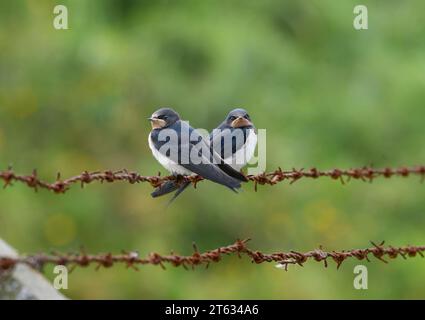 Hirondelle Hirundo rustica, juvéniles perchés sur une clôture de barbelés rouillés, Cleveland, Angleterre, Royaume-Uni, août. Banque D'Images