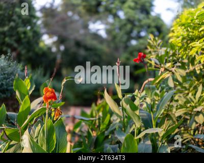 Belles images de fleurs principalement Red Rose Images. Cette photo prise depuis Victoria Garden Ahmedabad. Toutes les photos utilisent principalement dans les annonces et la création d'amour. Banque D'Images