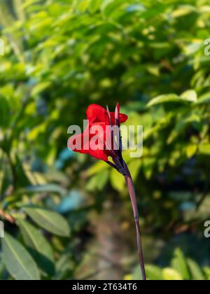 Belles images de fleurs principalement Red Rose Images. Cette photo prise depuis Victoria Garden Ahmedabad. Toutes les photos utilisent principalement dans les annonces et la création d'amour. Banque D'Images