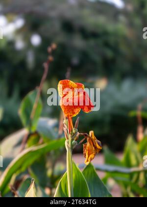 Belles images de fleurs principalement Red Rose Images. Cette photo prise depuis Victoria Garden Ahmedabad. Toutes les photos utilisent principalement dans les annonces et la création d'amour. Banque D'Images