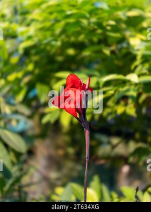 Belles images de fleurs principalement Red Rose Images. Cette photo prise depuis Victoria Garden Ahmedabad. Toutes les photos utilisent principalement dans les annonces et la création d'amour. Banque D'Images