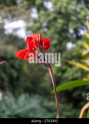 Belles images de fleurs principalement Red Rose Images. Cette photo prise depuis Victoria Garden Ahmedabad. Toutes les photos utilisent principalement dans les annonces et la création d'amour. Banque D'Images